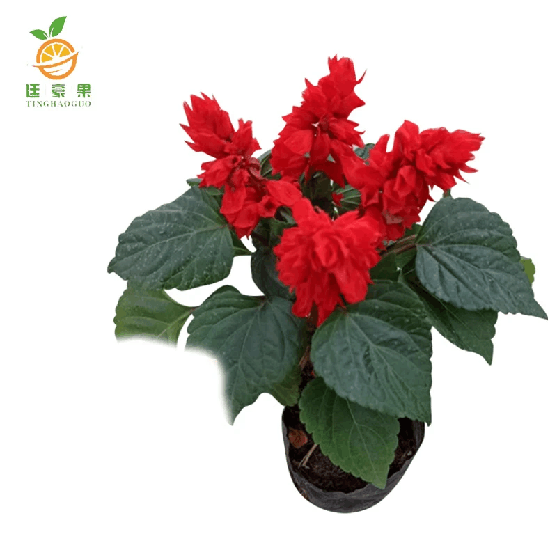 廷豪果 盆栽一串红 30cm /株图片