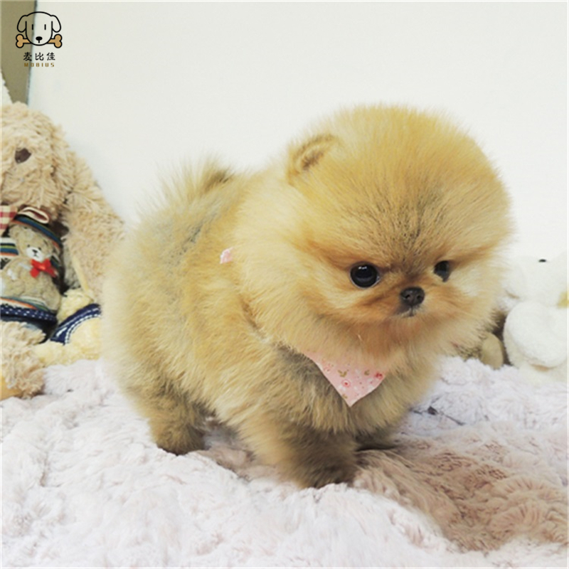 麦比佳 狗狗活体 纯种博美犬幼犬活体宠物狗狗哈多利系球体博美狗 玩具型博美犬茶杯犬长不大博美日系俊介犬 视频挑选高清大图