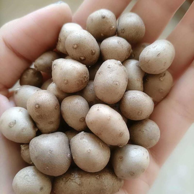 新鲜山药豆手工挑拣精品果1斤5斤天然粉糯产地直邮视频