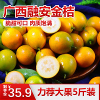 【苗家十八洞】广西脆皮金桔5斤大果装 单果重14-16g 时令水果柑橘坏果包赔