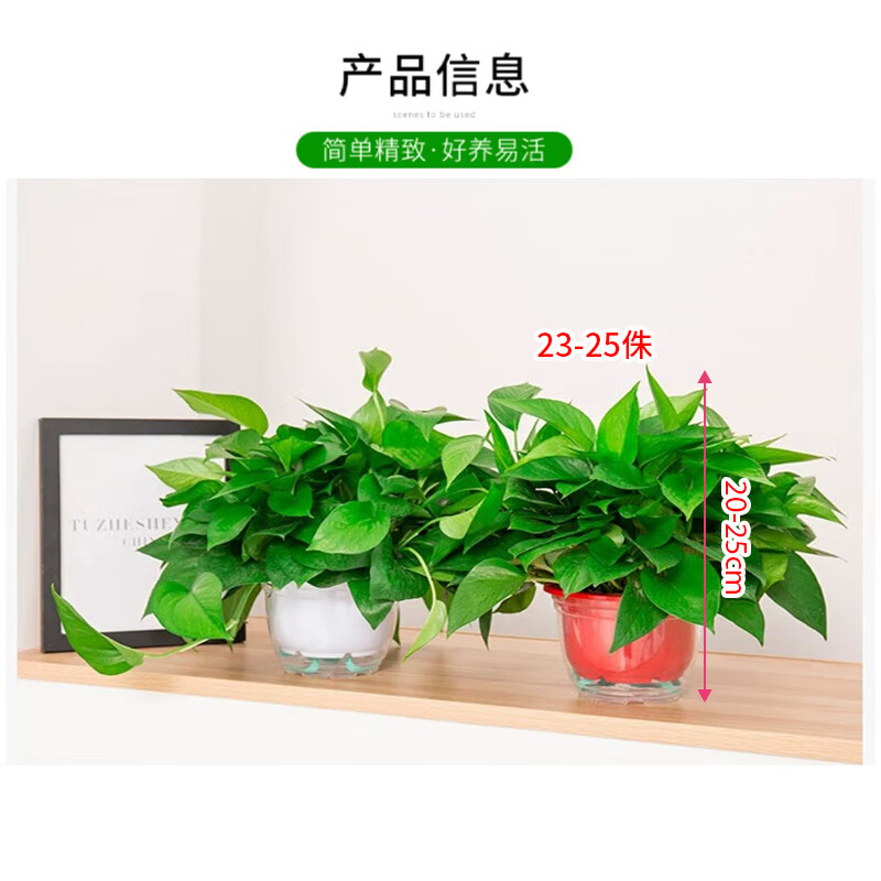 未易 绿萝盆栽除甲醛花卉绿植办公室新房净化空气 红色储水盆10盆装高清大图