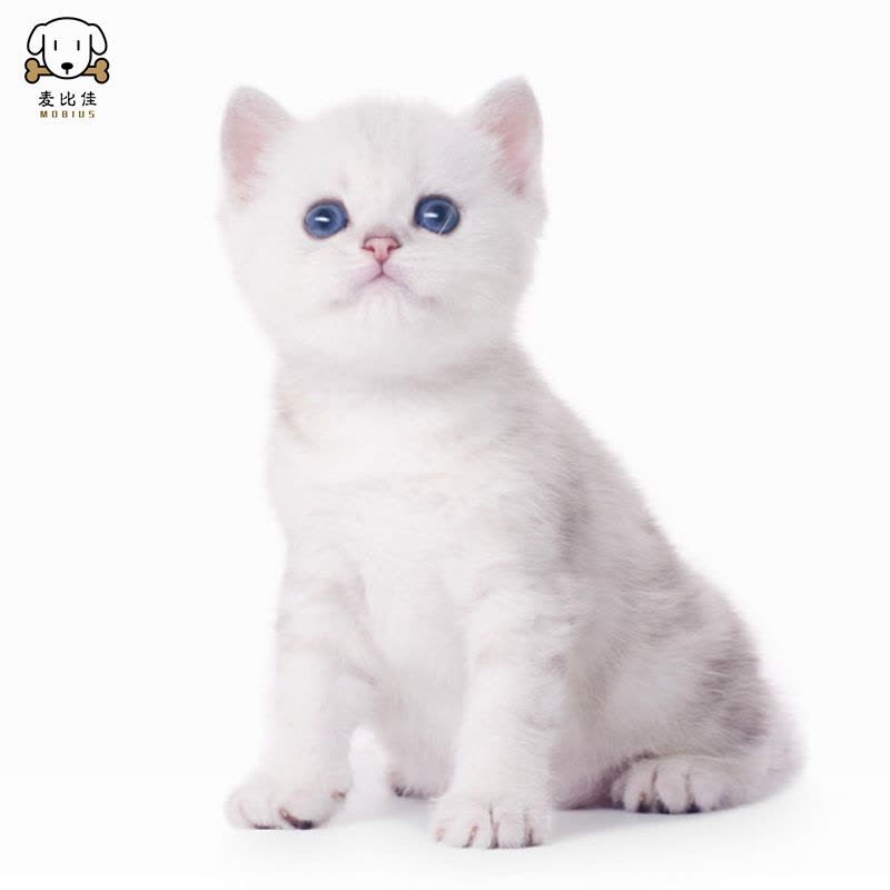 麦比佳 银渐层猫 纯种银渐层猫咪活体出售 双血统级英短毛猫银渐层金渐层幼猫活物 蓝眼睛 银点猫 白色宠物猫 公母视频挑选图片