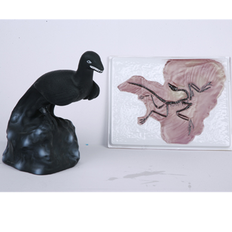 始祖鸟化石及复原模型 生物教学PVC厂家直销生产批发