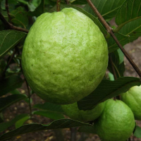 蔬果哆 福建特产 新鲜水果 红心番石榴 芭乐 2.5kg