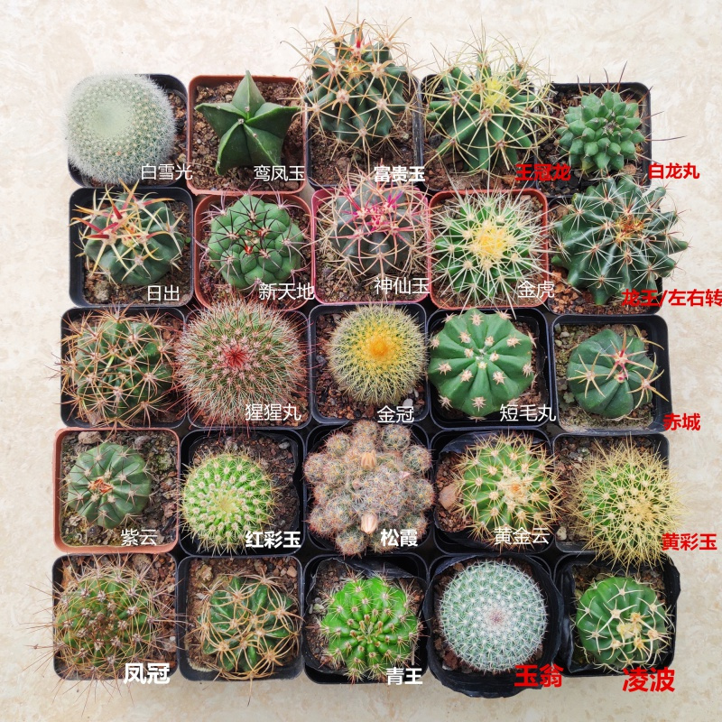 仙人掌多肉植物仙人球小盆栽室内开花球防辐射绿植多花卉桌面室内报价 参数 图片 视频 怎么样 问答 苏宁易购