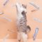 尾巴生活(FURRYTAIL)猫一条 猫条零食猫咪肉泥营养增肥鲜湿粮幼成猫零食猫咪肉泥