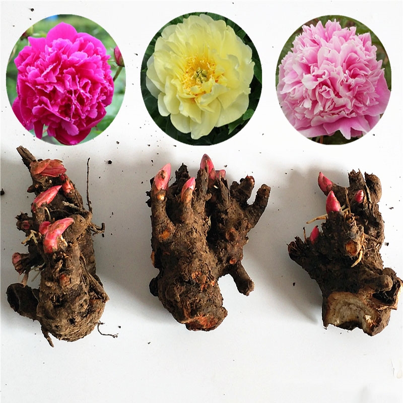 回固芍药根块多年生盆栽根茎庭院牡丹地栽阳台植物花根花卉芍药花苗带