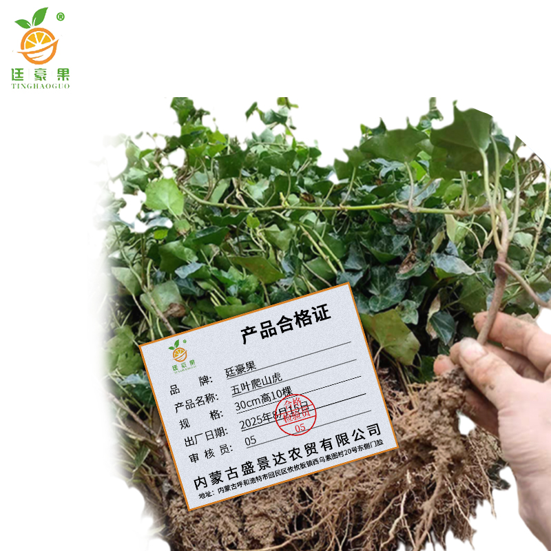 廷豪果 五叶爬山虎 30cm高10棵 /捆高清大图