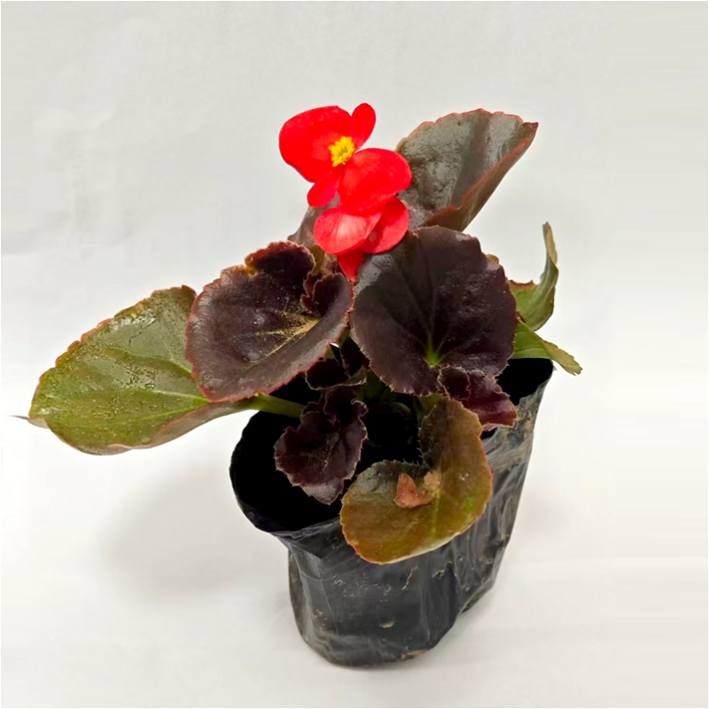 诚智旺 小海棠 株高约19cm/棵高清大图