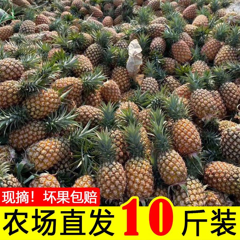 菠萝新鲜水果 当季整箱应季手撕凤梨小菠萝蜜 带箱9.2-10斤[店主推荐]送刀