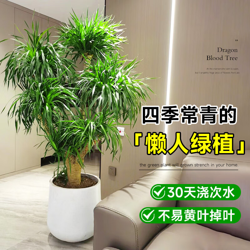 优橙 龙血树室内客厅盆栽花卉植物办公室盆景高清大图