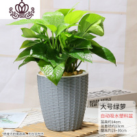 封后绿萝植物盆栽室内水培植物常盘景绿植花卉办公室盆栽四季常青绿箩 灰色仿藤盆-110#绿萝(大) 含盆