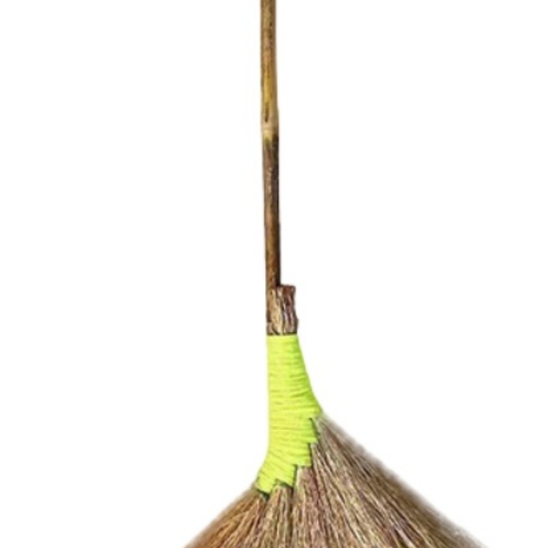 宗泊檬扫帚高清大图