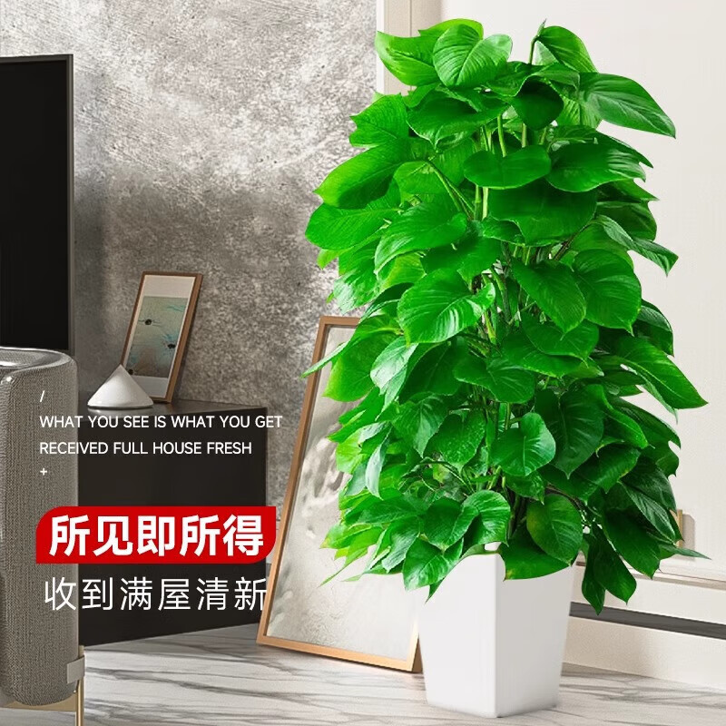 是尚 绿植 款式可选 颗高清大图
