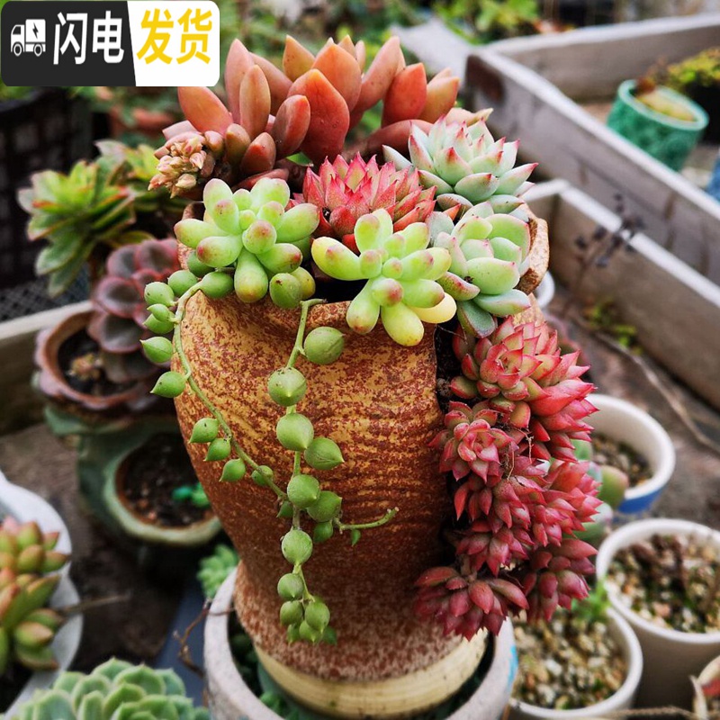 三维工匠复古创意个性多肉悬崖老桩高花盆缺口造型控型盆陶瓷绿植老庄花器 浅蓝多口盆不含花 中等花盆容器高清大图