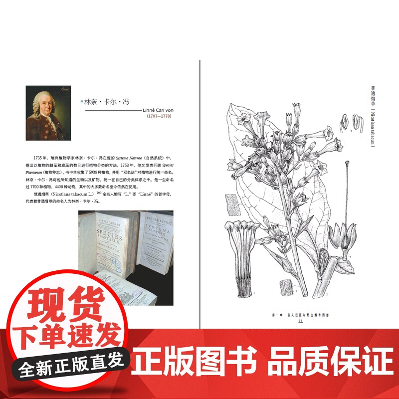 [店]世界野生烟草植物图典(1522—2022)自然科普、植物科普、植物图鉴、野生烟草、世界野生烟草、人文历史高清大图