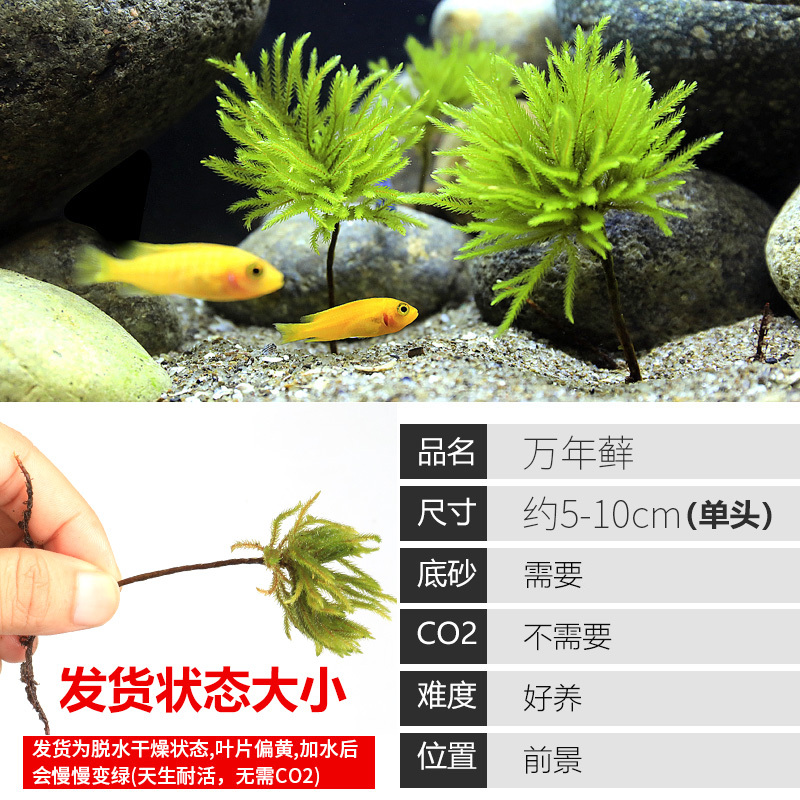 大九叶皇冠草真水草鱼缸装饰懒人水草淡水有茎类中后景性草
