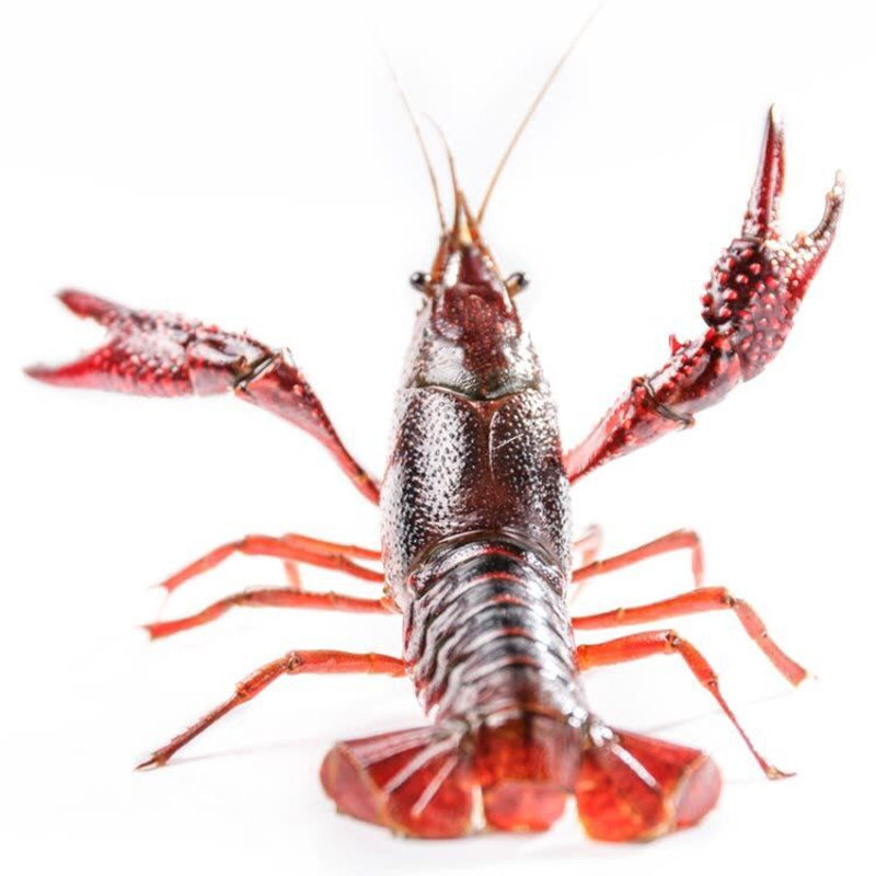 潜江小龙虾1斤69钱只新鲜湖虾养殖清水龙虾鲜活油焖大虾活体食材