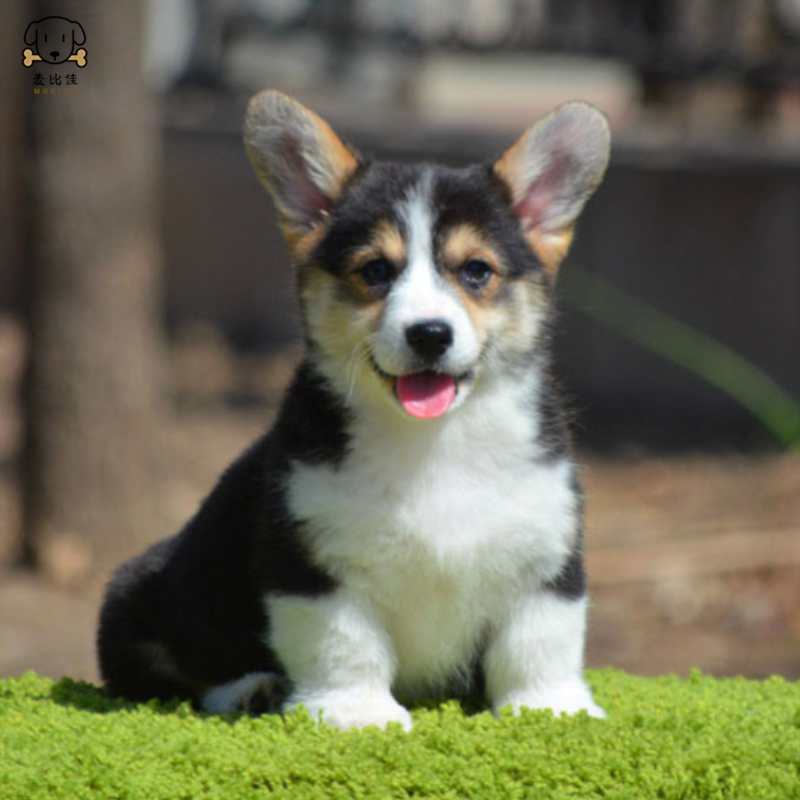 麦比佳 纯种柯基犬幼犬 狗狗活体小体柯基狗双血统级宠物狗狗公母视频挑选小短腿小型犬包健康疫苗驱虫做好高清大图