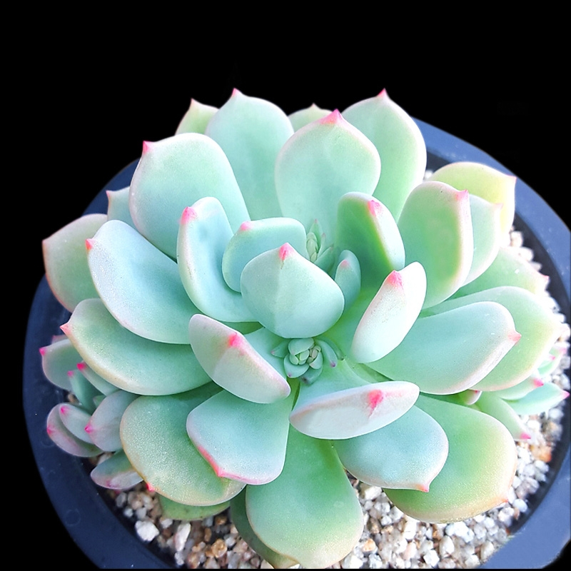 回固大颗多肉植物盆栽办公室内小盆景绿植花卉好养多肉