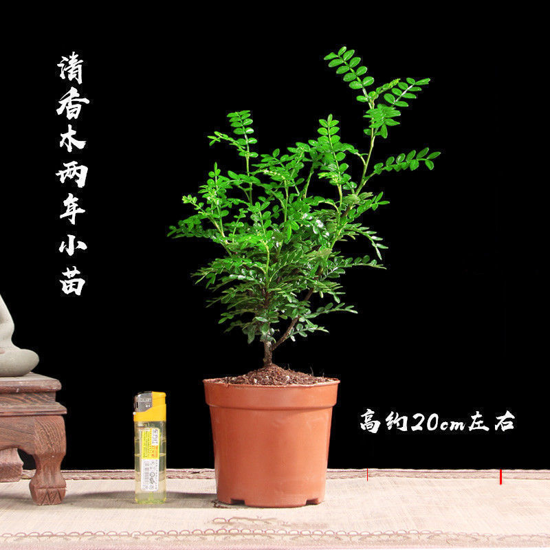 驱蚊驱虫夏清香木盆栽花卉提神好养室内绿植四季常青净化空气 清香木2年小苗一盆原土