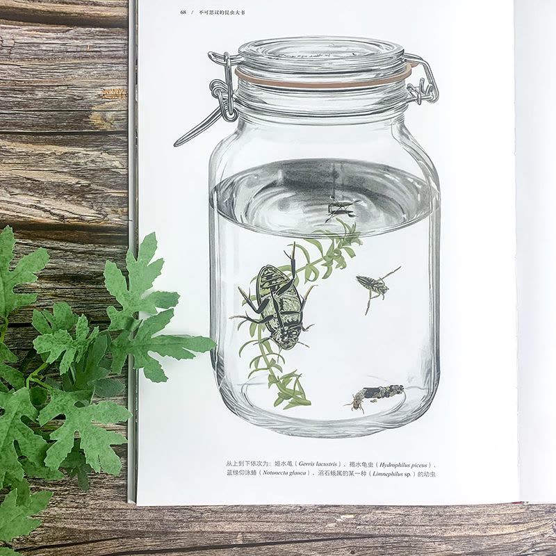 不可思议的昆虫大书 [正版]浪花朵朵浪花朵朵 不可思议的昆虫大书 8岁以上超精细手绘图达尔文生物科学观察自然科普书籍图片