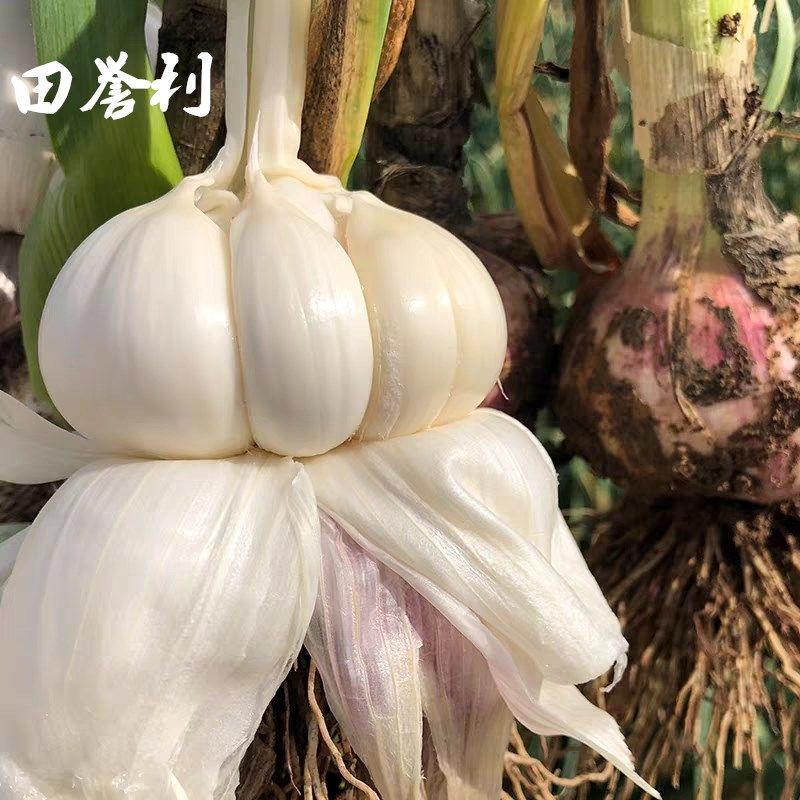 2斤中小果 河南新蒜新鲜大蒜紫皮精选10斤2斤紫皮大蒜头批发鲜蒜腌制糖醋蒜甘鲜生