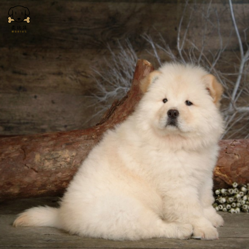麦比佳宠物狗狗活体 松狮犬幼犬活体 纯种双血统肉嘴面包蓝舌头松狮狗 大骨架宠物狗长毛短毛狮子狗熊狮犬