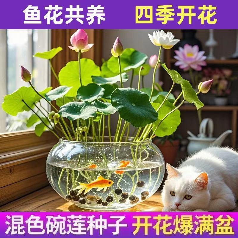 【补贴10%】碗莲种七彩五颜六色水培花卉水养四季莲花荷花种莲藕绿植水培莲子 遇水即活开口碗莲100粒送营养液99%发芽率 均码