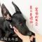 立耳器狗狗幼犬杜宾黑狼德牧柯基狼青牧羊宠物矫正器耳贴托竖耳支 立耳器狗狗幼犬杜宾黑狼德牧柯基狼青牧羊宠物矫正器耳贴托竖耳