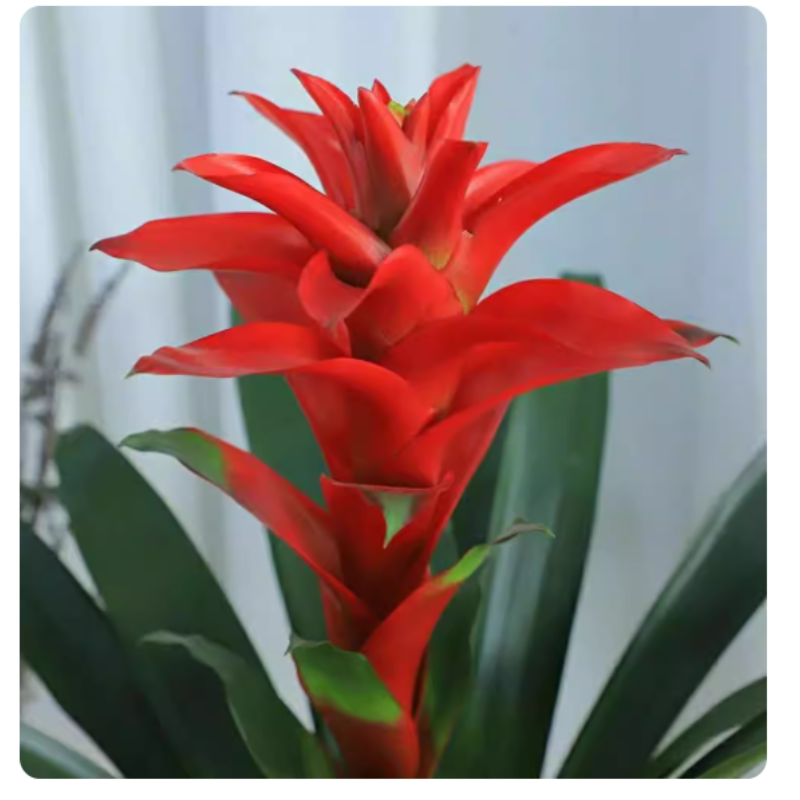 诚智旺 鸿运当头 YDT-1/盆高清大图