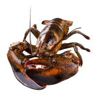 WECOOK味库 鲜活加拿大进口波士顿龙虾 海鲜波龙650g-750g/只 顺丰冷链