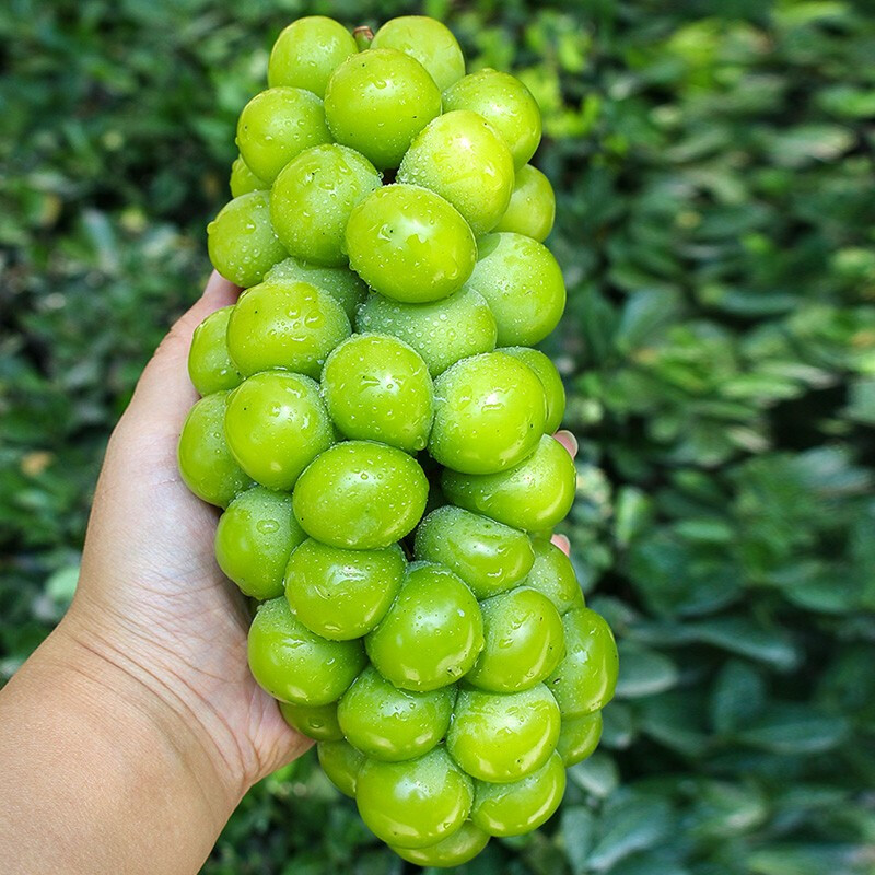 鲜木 [顺丰速运]阳光玫瑰葡萄 晴王无籽青提香印新鲜应季水果 5斤一级大果 产地精选整箱
