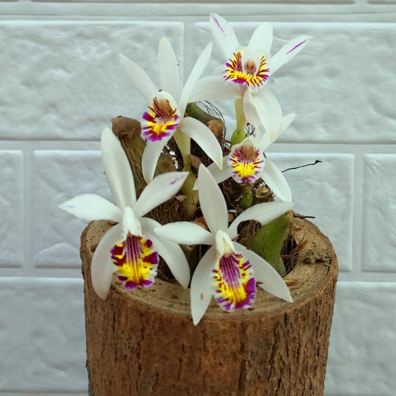 秋花独蒜兰球茎兰花弹痕易活盆景花卉绿植物洋兰比多肉植物好养3颗