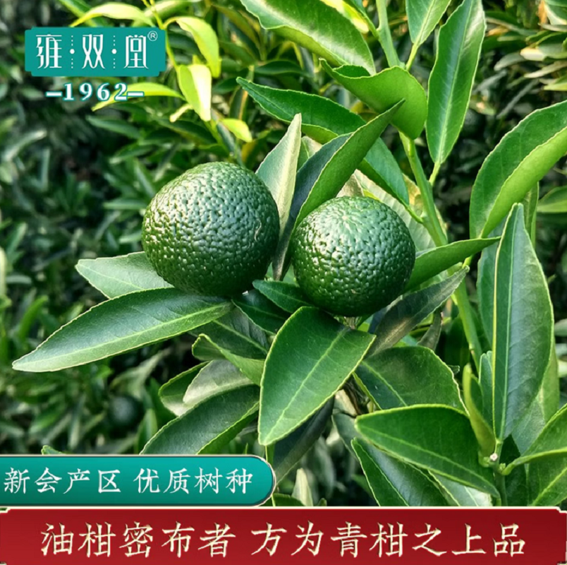 雍双堂 中国色故宫美文创礼盒 生晒新会小青柑熟普洱茶年货礼盒180克 阳光小青柑 ZGS-5022高清大图