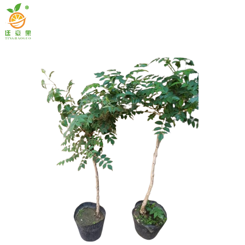 廷豪果 凌霄花 0.5cm /棵高清大图