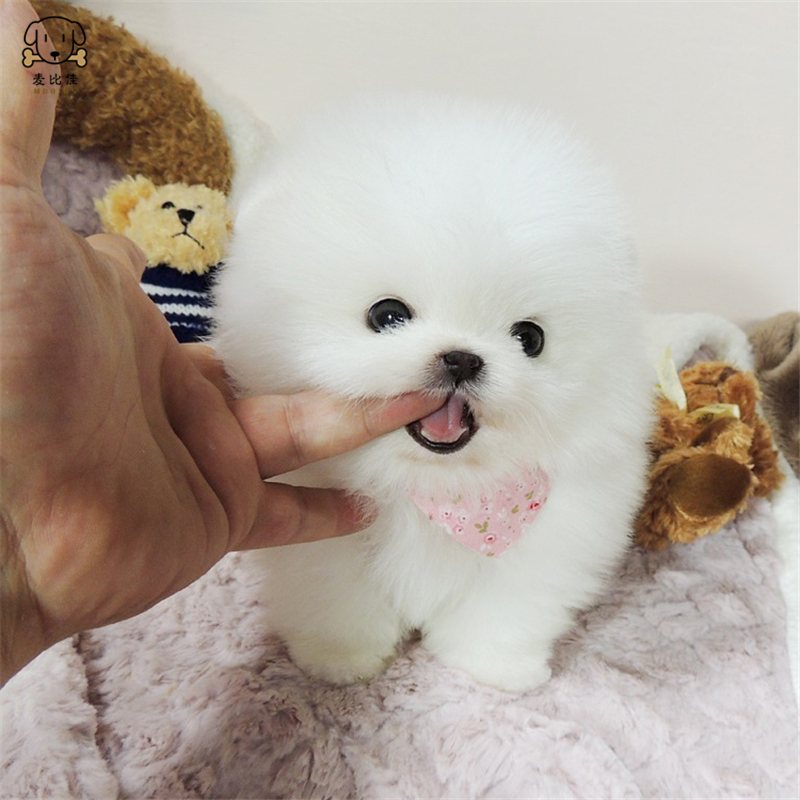 麦比佳狗狗活体 纯种博美犬幼犬哈多利系球体博美俊介狗 长不大茶杯犬 玩具型迷你袖珍博美宠物狗微小体杯子狗 视频挑选高清大图