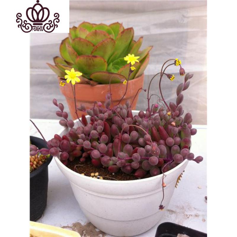 封后紫玄月珍珠吊兰三种6 8 情人泪紫玄月吊兰多肉植物紫玄月一大盆不含盆花卉绿植盆栽图片 高清实拍大图 苏宁易购