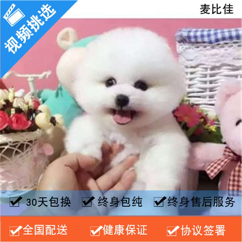 麦比佳 纯种哈多利系球体博美犬幼犬俊介 茶杯博美犬 日系俊杰双血统长不大的茶杯狗白色博美犬 赛级博美犬活体狗狗纯种博美犬高清大图
