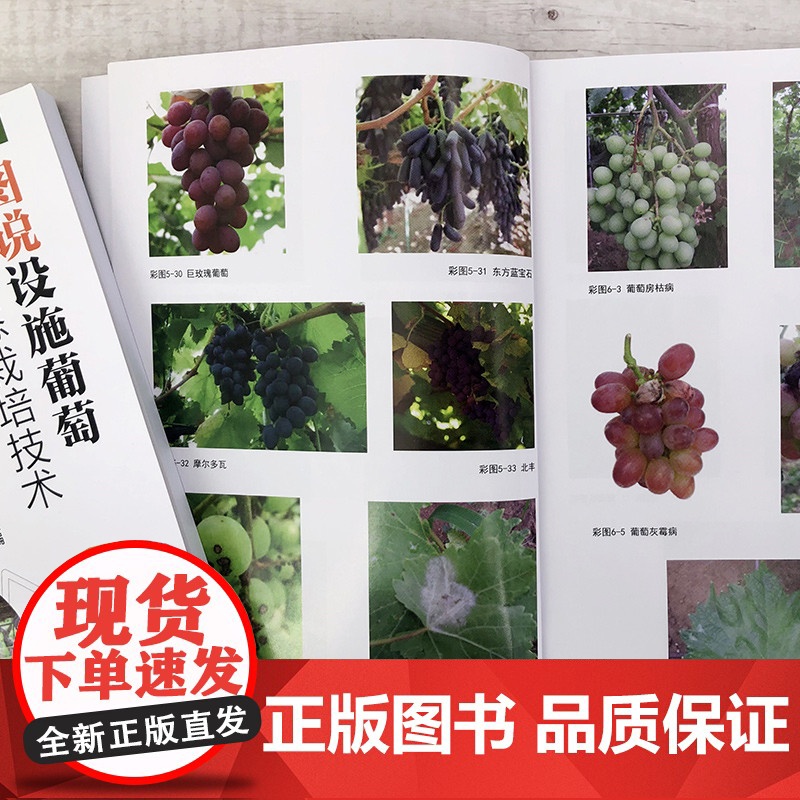图说设施葡萄高效生态栽培技术 王志鹏 化学工业出版社 正版书籍高清大图