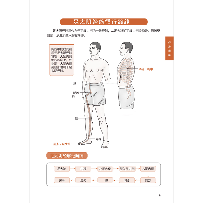 正版新书]图解十二经络调筋术---轻图鉴系列2陈飞松 于雅婷 编高清大图