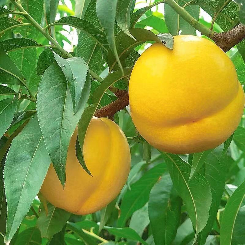 新鲜黄桃5斤装 应季桃子 水果 自营黄桃桃子