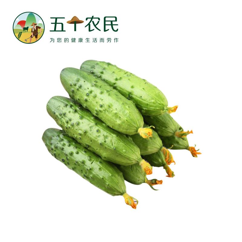 [五个农民]东北有机旱黄瓜3斤装水果黄瓜新鲜蔬菜