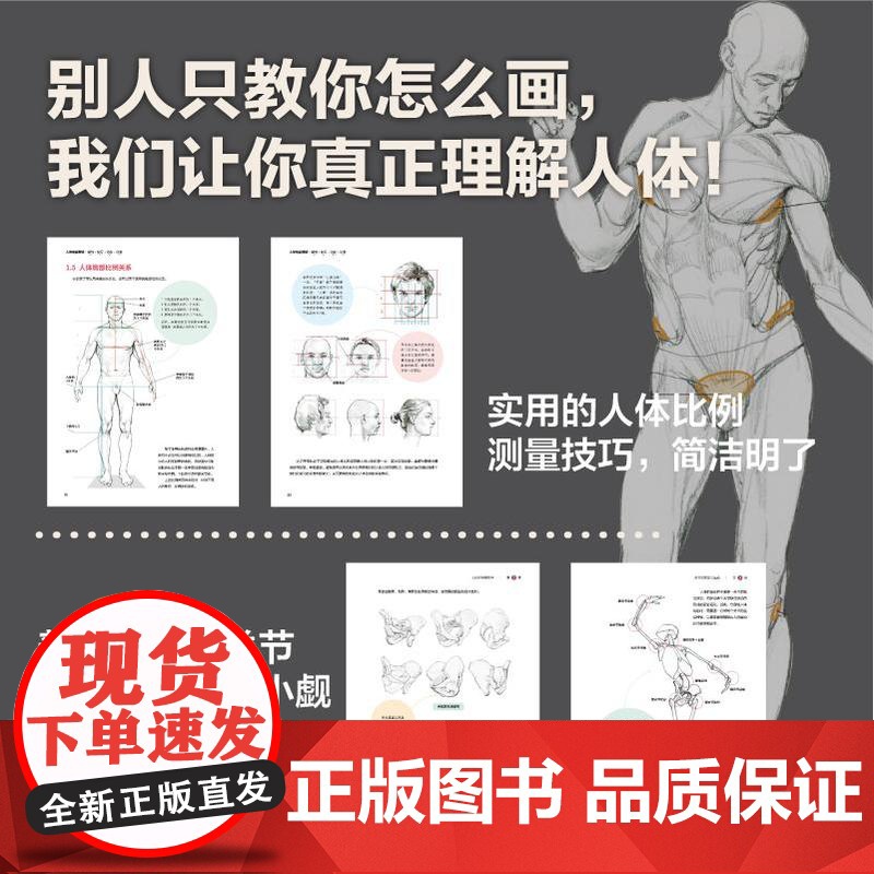 人体绘画精讲 解剖+速写+动态+动漫 人体结构动态结构自学教程基础入门 人物速写入门基础绘画临摹书籍透视技法自学教程高清大图