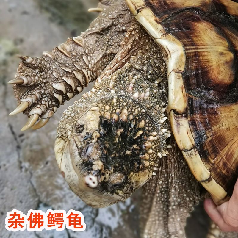 精品杂佛小鳄龟送龟粮龙眼叶67cm精品杂佛鳄龟苗小鳄龟鳄鱼龟宠物乌龟
