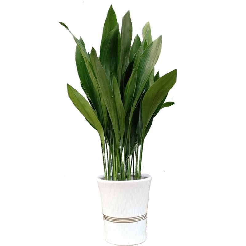 回固一叶兰盆栽耐寒植物长叶兰室内办公室观叶绿植兰花