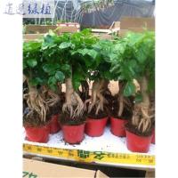 绿宝树桩造型微盆景平安树幸福树小盆栽办公室内观叶常绿植物高30厘米带盆栽好高35厘米带盆栽好