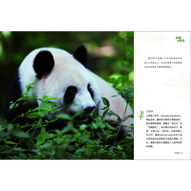 醉染图书熊猫的秘密9787508548050高清大图