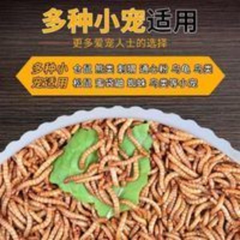 面包虫黄粉虫活虫鲜活虫种虫金龙鱼仓鼠蜥蜴画眉鸟饲料100条2.5cm 面包虫黄粉虫活虫鲜活虫种虫金龙鱼仓鼠蜥蜴画眉鸟饲料