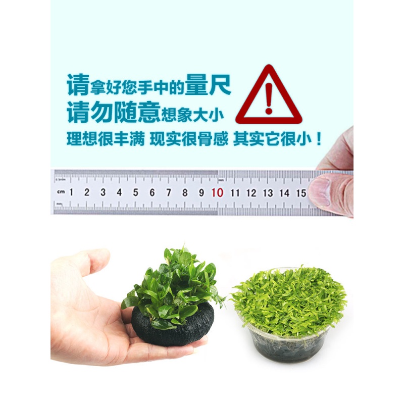 鱼缸水水造景迷你爬地矮珍珠牛毛毡天湖葵水套餐前景高清大图